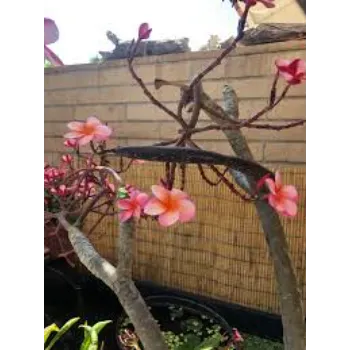 Beautifull Plumeria Plant